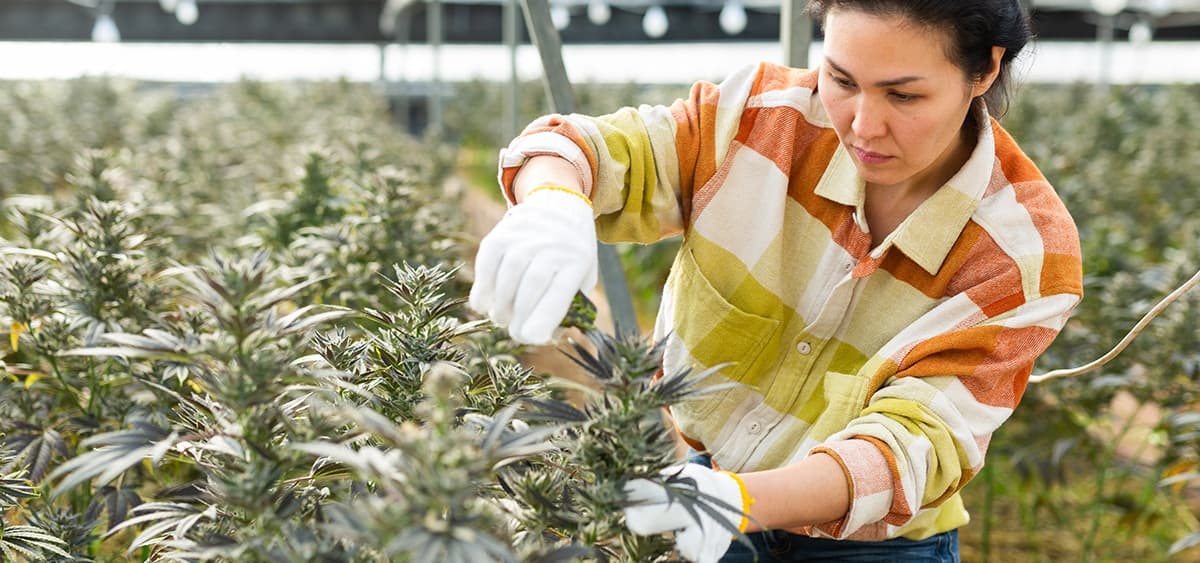 The Cannabist fecha dois sites de cultivo em Nova Jersey e demite 86 funcionários