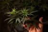 Como a legalização quase destruiu o cultivo artesanal de cannabis